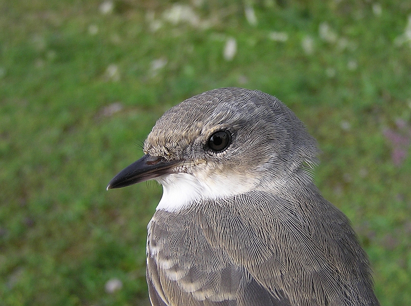 Barred Warbler, Sundre 20050726